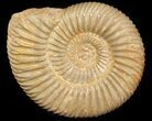 Perisphinctes Ammonite - Jurassic #45420-1